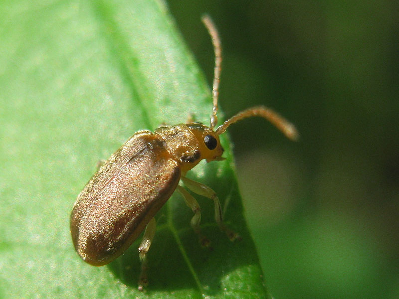 Chrysomelidae: Pyrrhalta viburni? S.